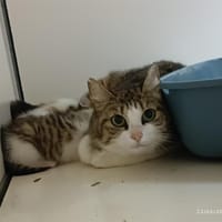 SCYLLA, chatte à adopter