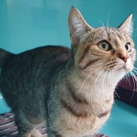 BUTTERNUT C, chatte à adopter