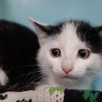 Leotie, chatte à adopter