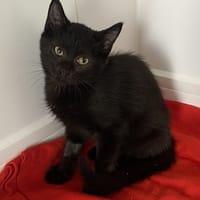 CAR, chat à adopter