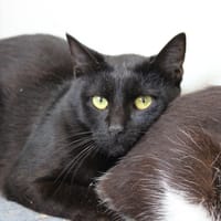 Yeux d'or, chat à adopter