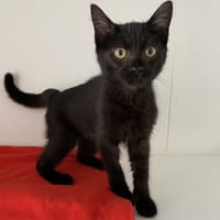 PARK (Réservé), chat à adopter
