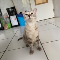 Pocket [FIV+], chatte à adopter