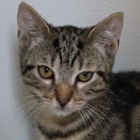 Bibi, chat à adopter
