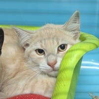 Houmous, chat à adopter