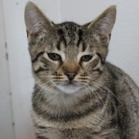 Mini Bibi, chat à adopter