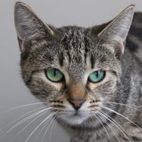 Camembert, chatte à adopter