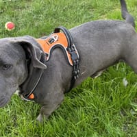 YONDU VAA, chien à adopter