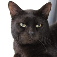 Gribouille, chat à adopter