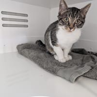 BELLADONE, chatte à adopter