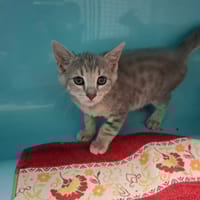 Steak, chat à adopter