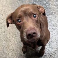 TAIPEI, chien à adopter
