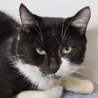 Mistigri, chat à adopter