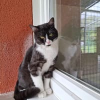Oréo, chat à adopter