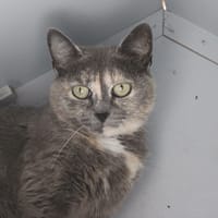 Maluma, chatte à adopter