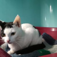 YUCCA, chatte à adopter