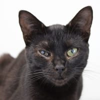 Rose, chatte à adopter