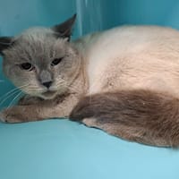 Santi, chat à adopter