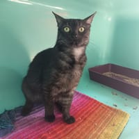 BAGUERA C, chatte à adopter