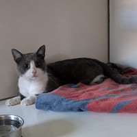 Whisky, chat à adopter