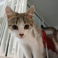 RED, chat à adopter