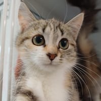 DONNA, chatte à adopter