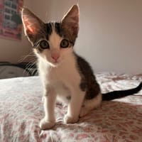 Darcy, chat à adopter