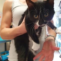 CITROUILLE C, chat à adopter
