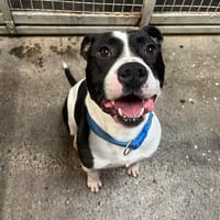 AARON, chien à adopter