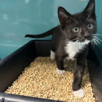 Frite, chat à adopter