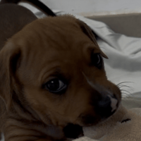 CORONA VAA, chienne à adopter