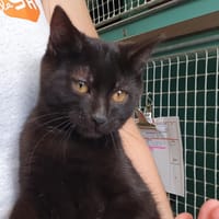 ERABLE C, chat à adopter