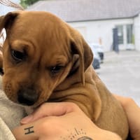 AFFLIGEM VAA, chien à adopter
