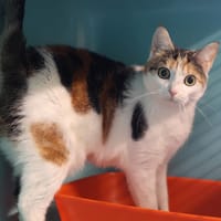 PRALINE, chatte à adopter
