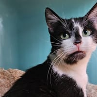 Matcha, chatte à adopter
