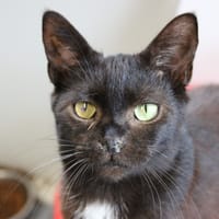 Morveu, chat à adopter