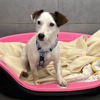 WARLOK VAA, chienne à adopter