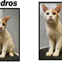 ANDROS, chat à adopter