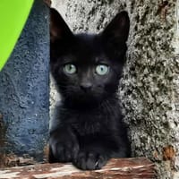 Paturin, chat à adopter
