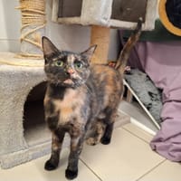 Hilda, chatte à adopter
