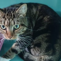 CHATAIGNE C, chat à adopter