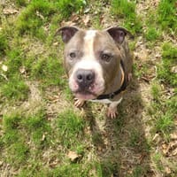 OBELIX, chien à adopter