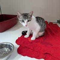 Patoche (ex-Bristol), chat à adopter