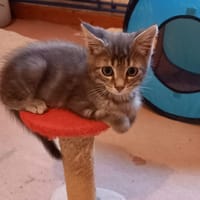 BELLA, chatte à adopter