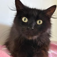 Abbys, chatte à adopter