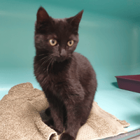 BRINDILLE C, chatte à adopter