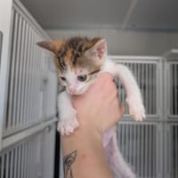 Junon, chatte à adopter