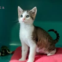 rita, chatte à adopter