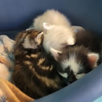 BROWNIE, chat à adopter