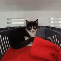 KAAS, chatte à adopter